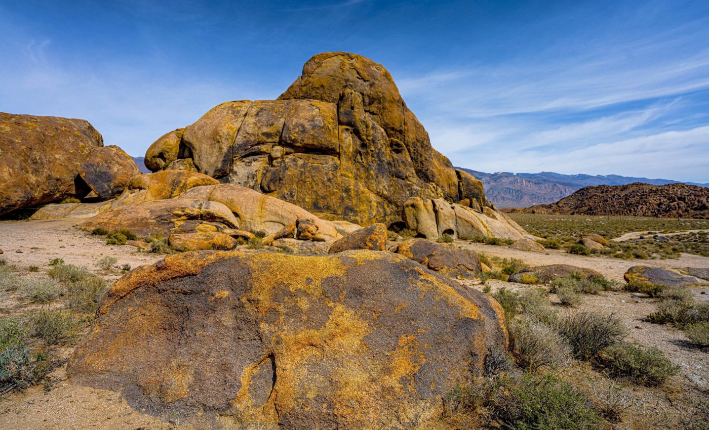 Desert lichen may offer clues to life beyond Earth