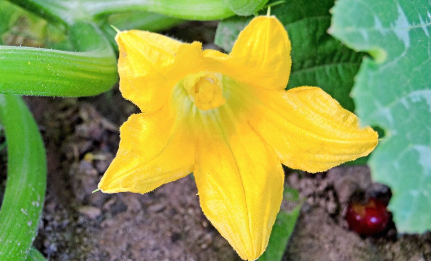 How droughts could starve bees and crops