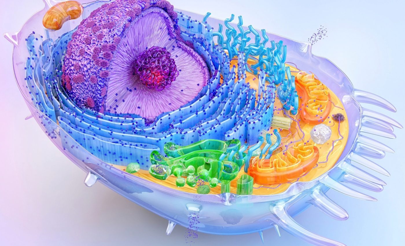 How cells sense exercise: A new path to health and energy