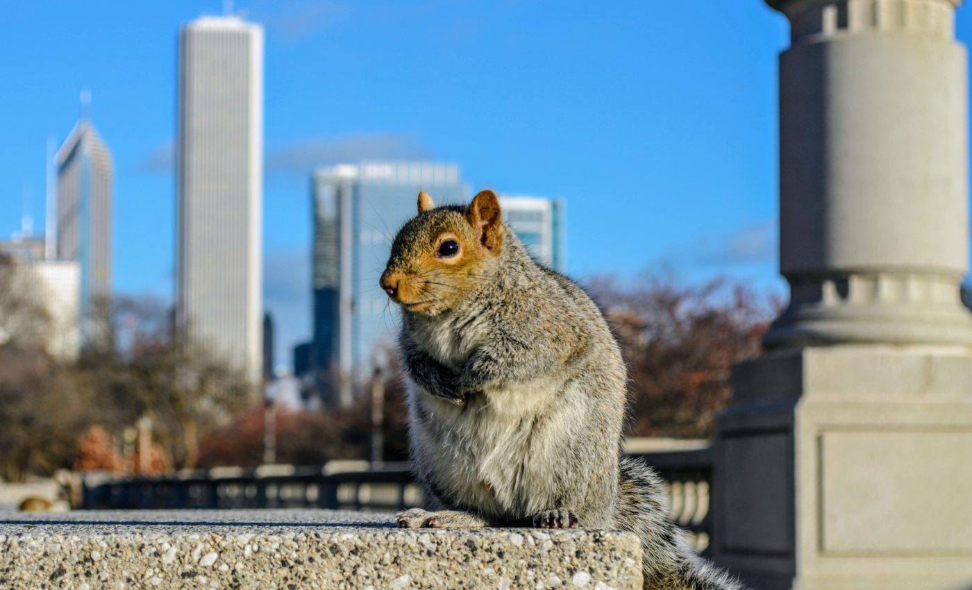Chicago’s rodents are evolving with the city