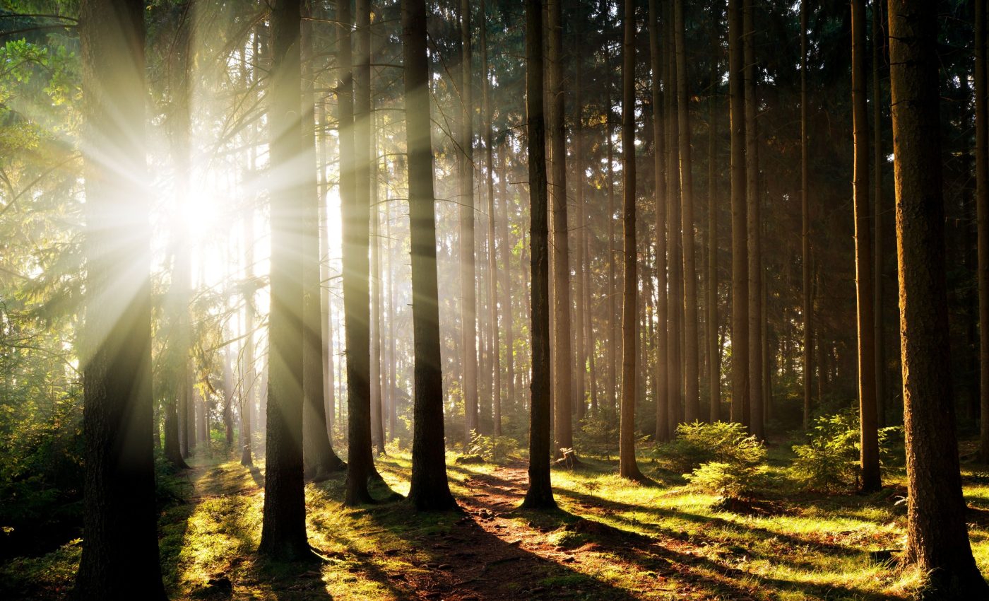 How an invisible fungal alliance helps forests thrive