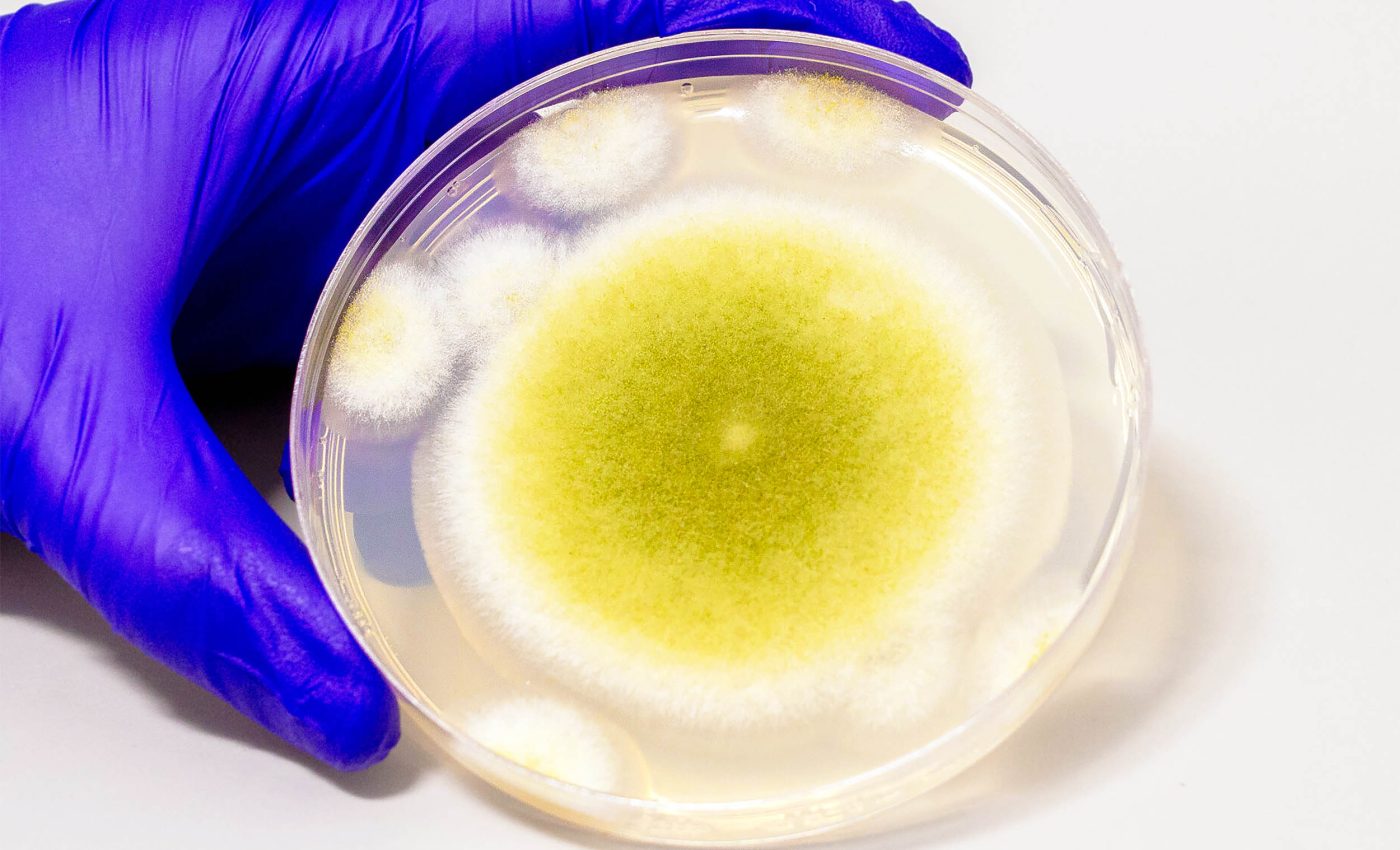 Toxic mold found in ancient tombs has been engineered into a promising cancer drug