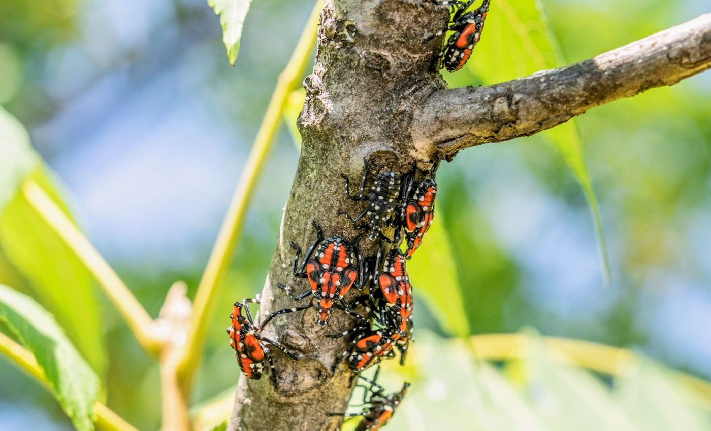How ants could help stop the tree-killing lanternfly