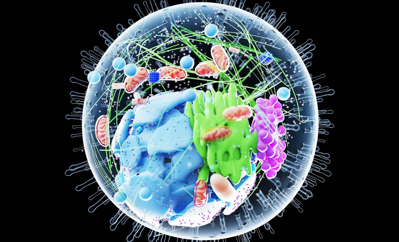 New structure found inside human cells could radically change health and medicine