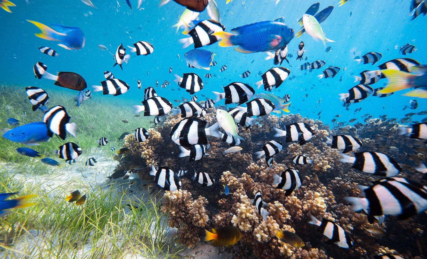 Fossils reveal how humans completely changed Caribbean reef ecosystems