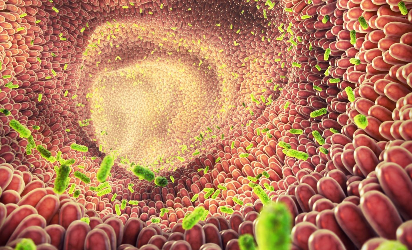 Gut bacteria offer new hope against 'forever chemicals'