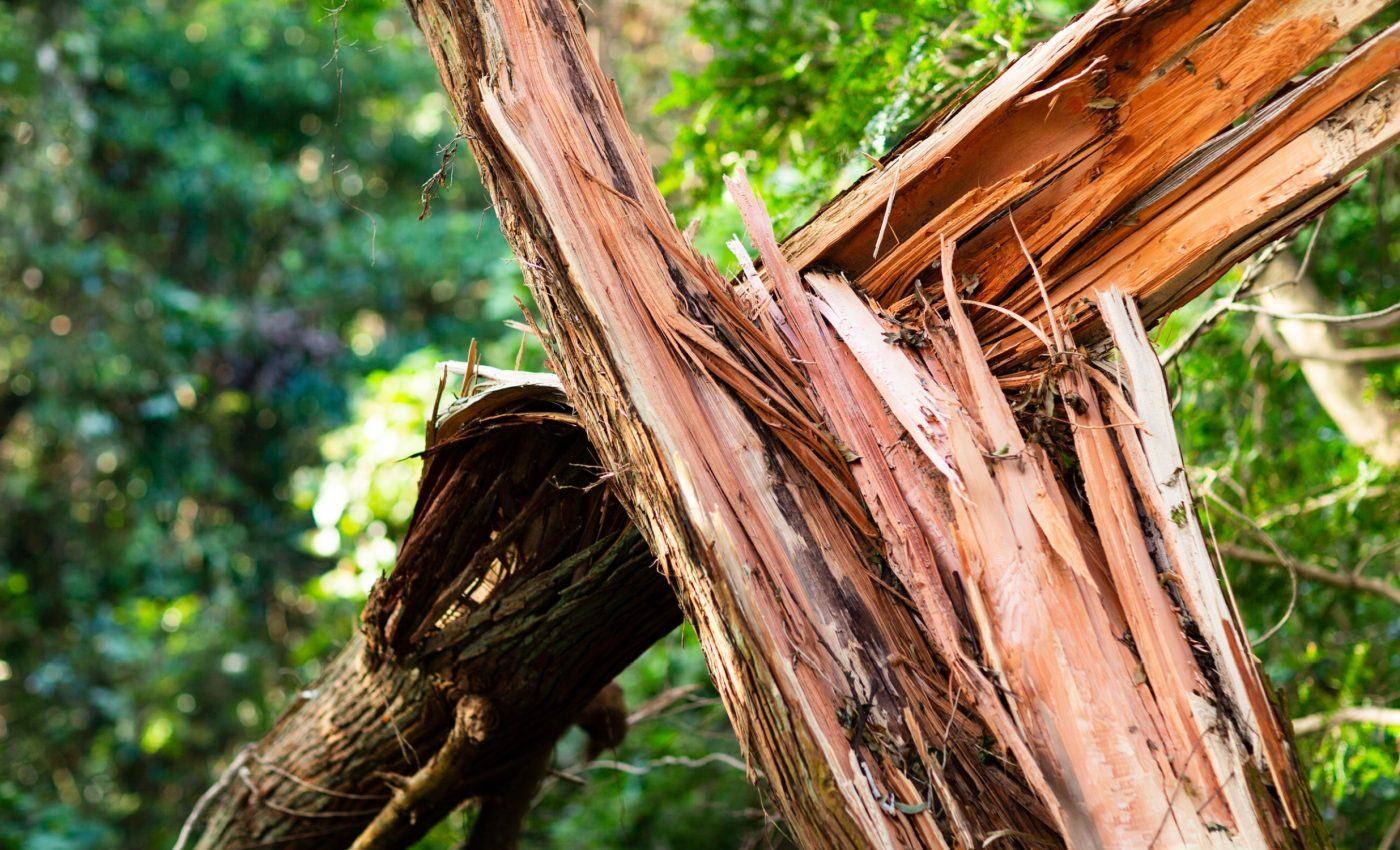 Tropical tree deaths are increasing, even in untouched forests