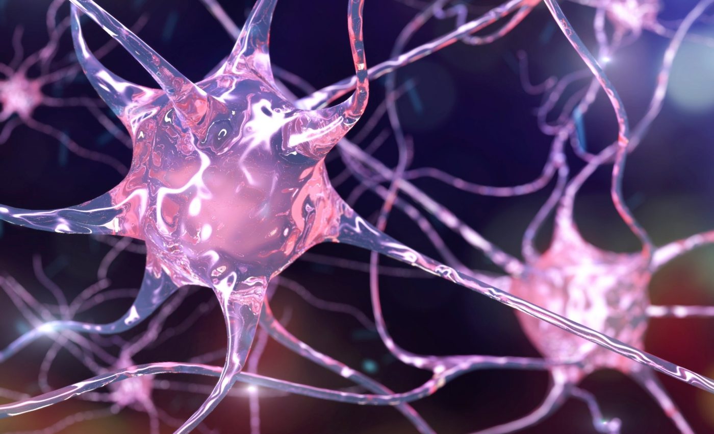 Our brain keeps making new neurons - even in old age