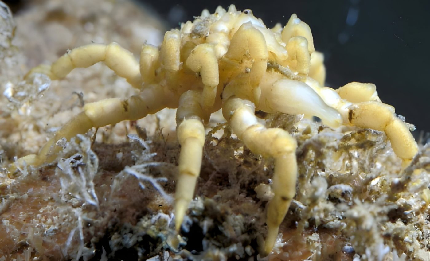 All legs, no guts: Sea spider genome stuns scientists