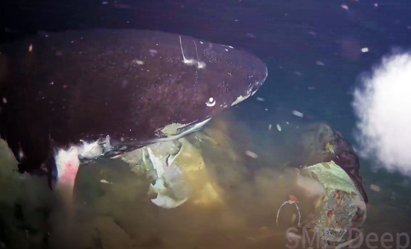 Rare video shows elusive deep-sea predators feeding thousands of miles from home
