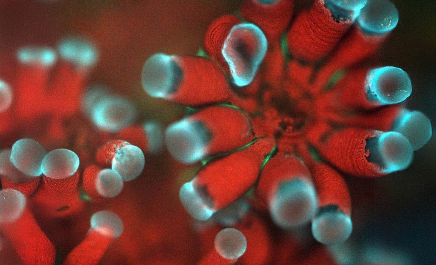 Microscope reveals coral health in unprecedented detail