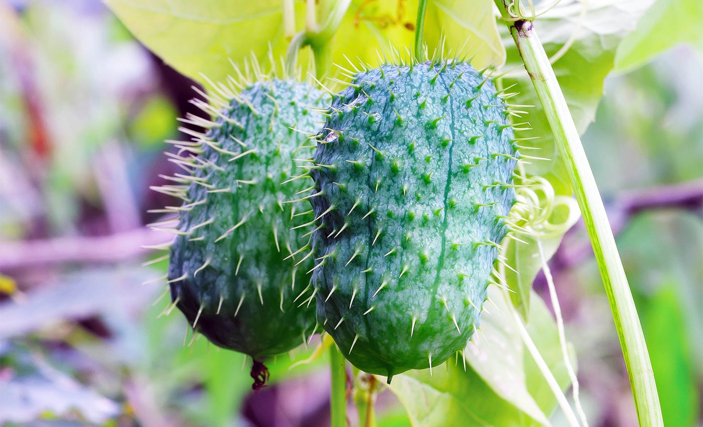 Scientists learn "squirting cucumbers" can actually aim their shots before exploding, watch how it works