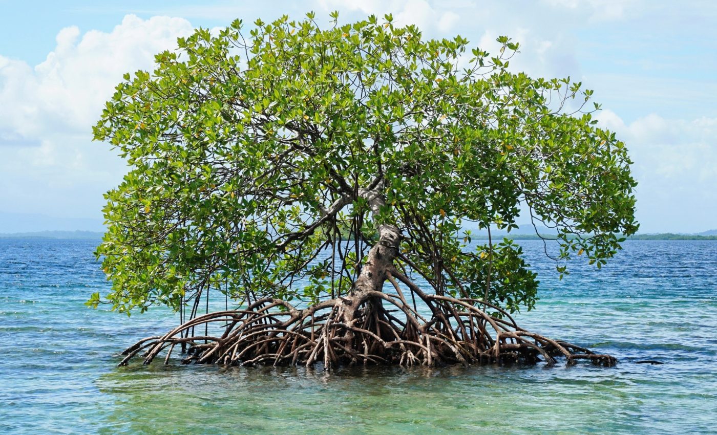 How mangroves could store more carbon as oceans rise