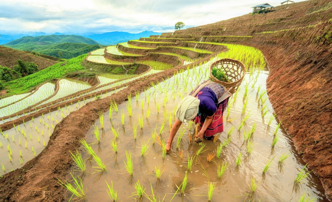 Tiny rice plants could help astronauts grow food in space