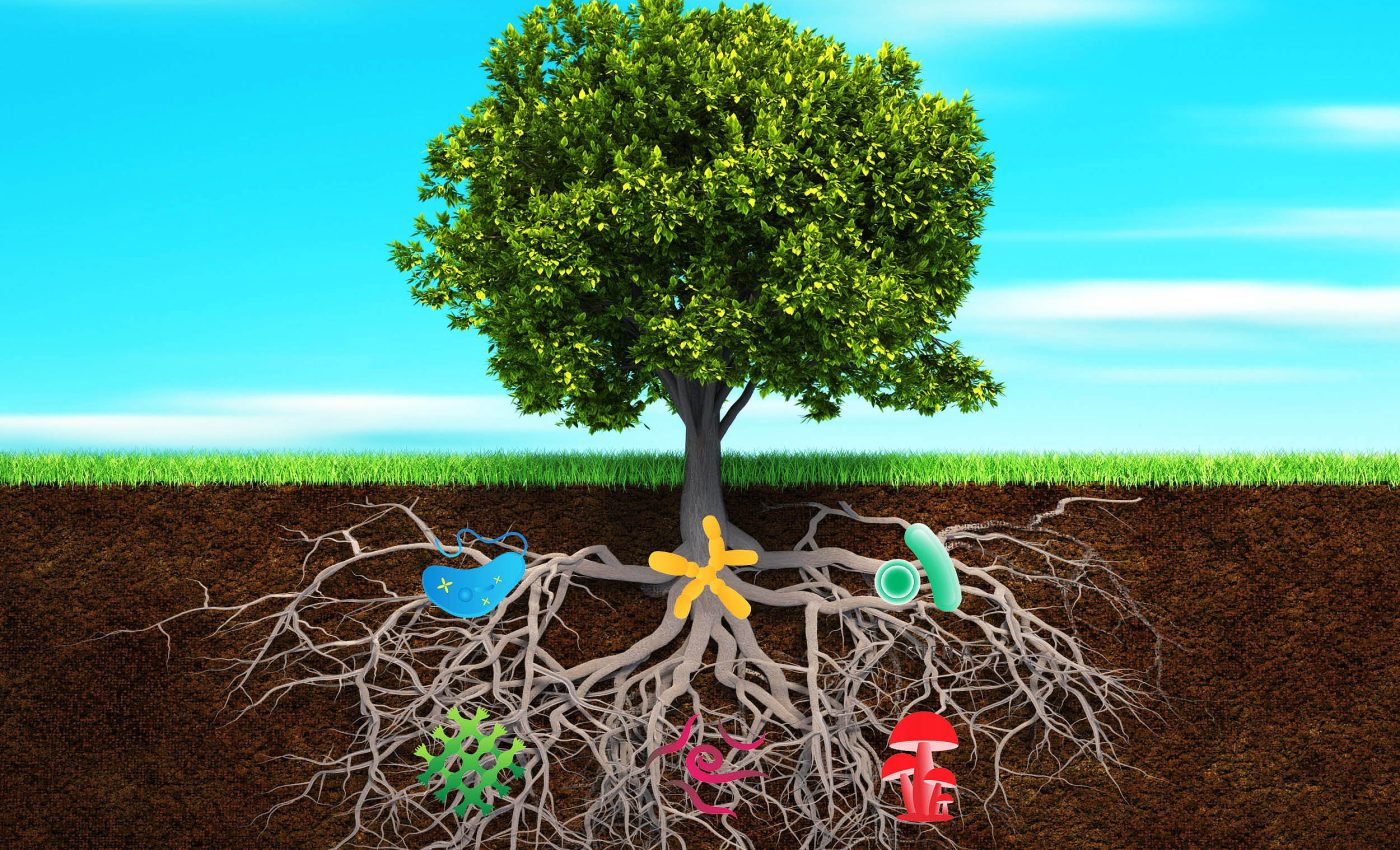 Plants have microbiomes like humans do, now scientists have learned how they work