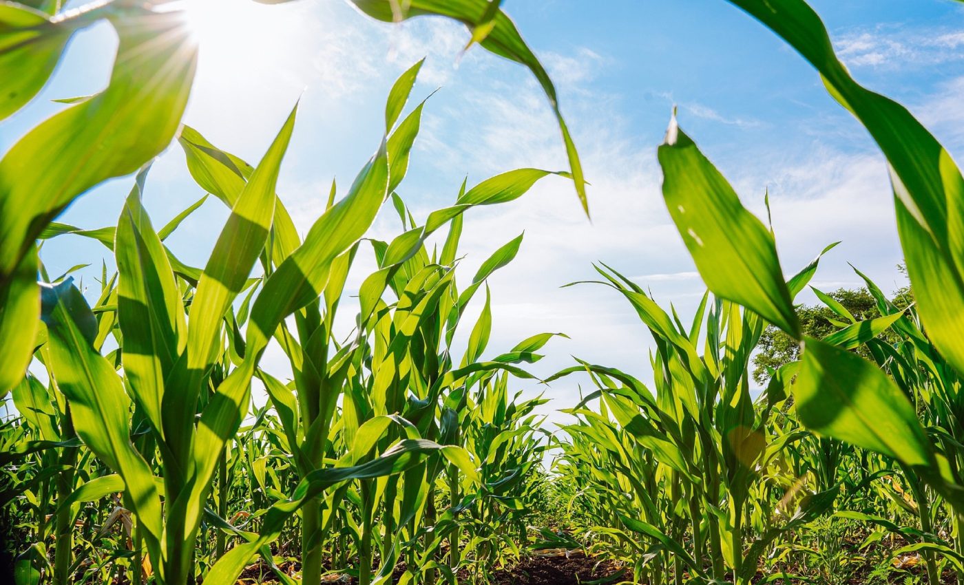 Climate change is making our food less nutritious