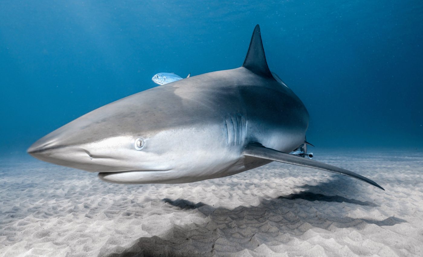 Warming oceans are changing shark migration patterns