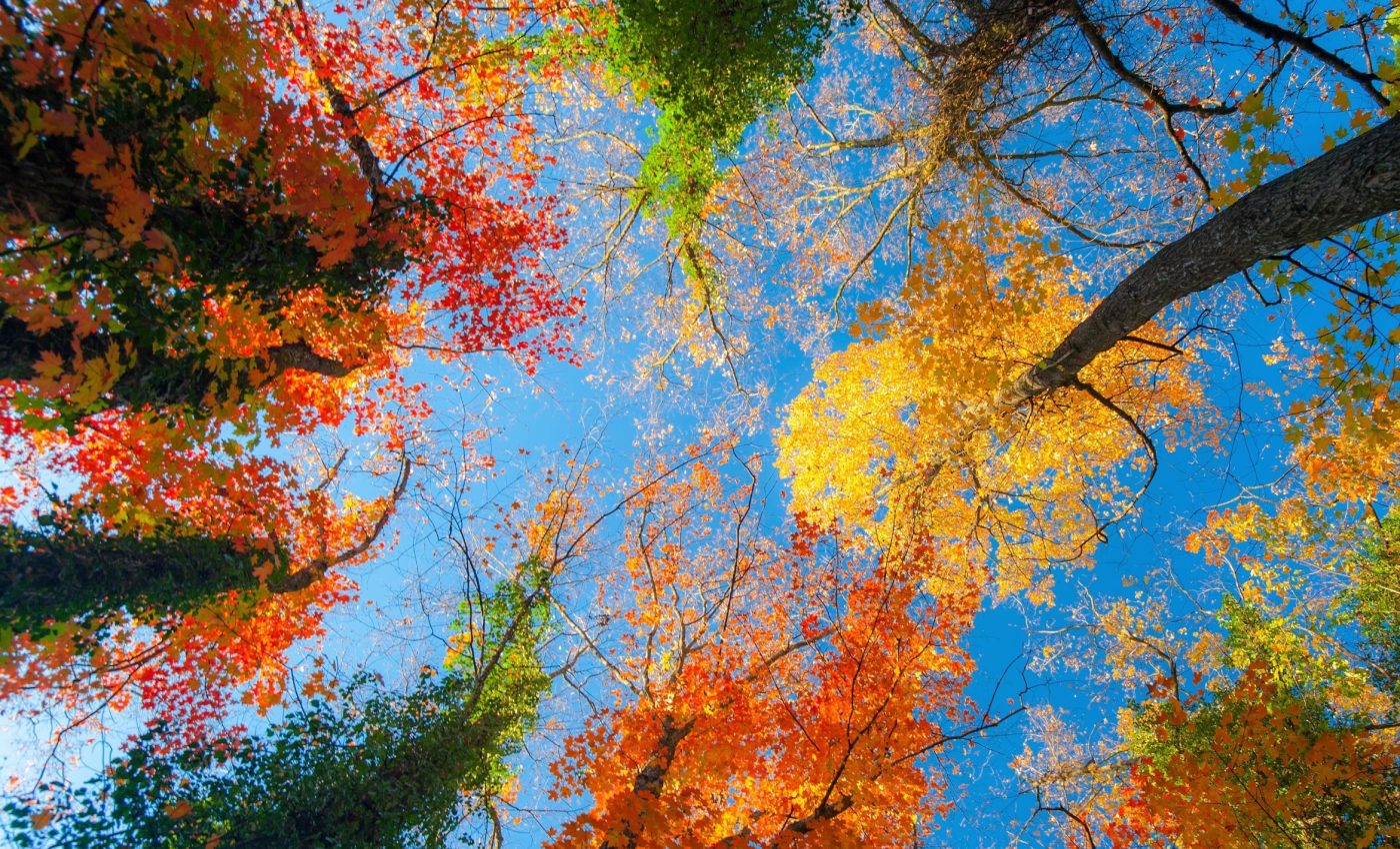 Smarter forest design can help fight climate change