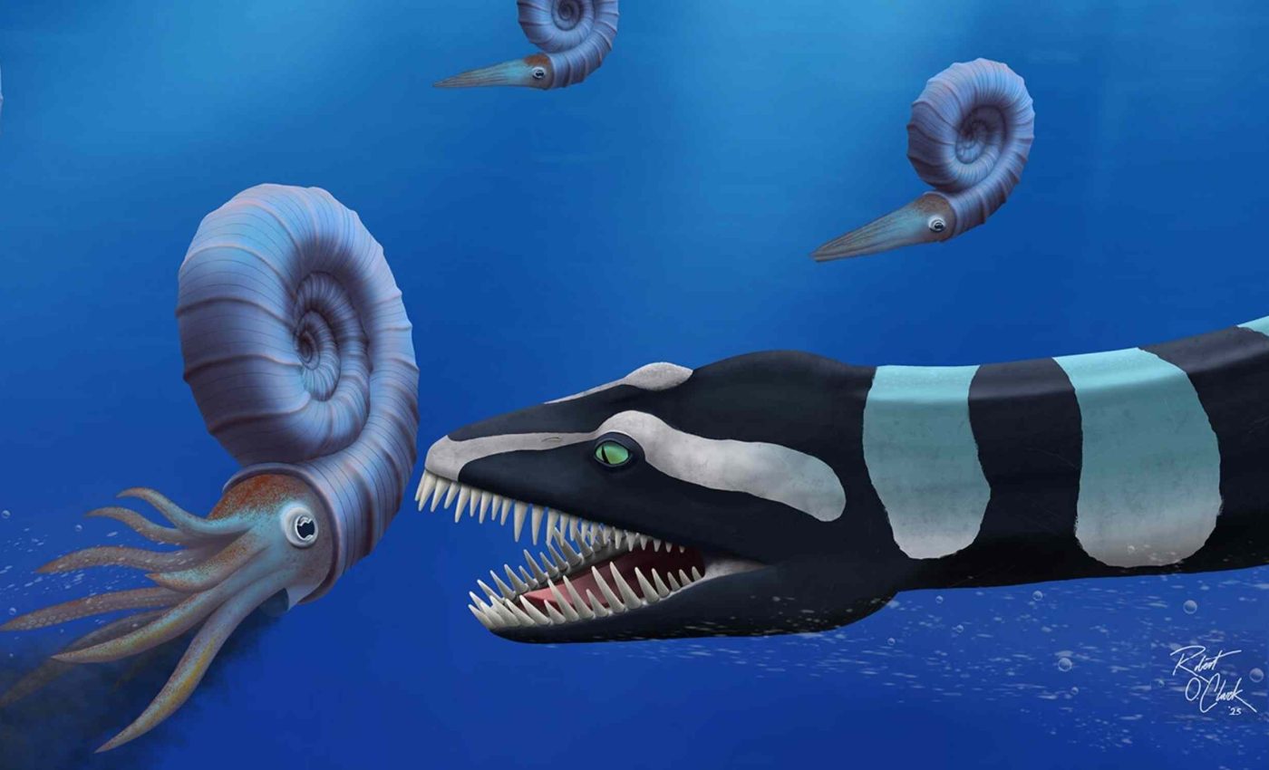 Very rare and predatory marine reptile identified as a completely new species