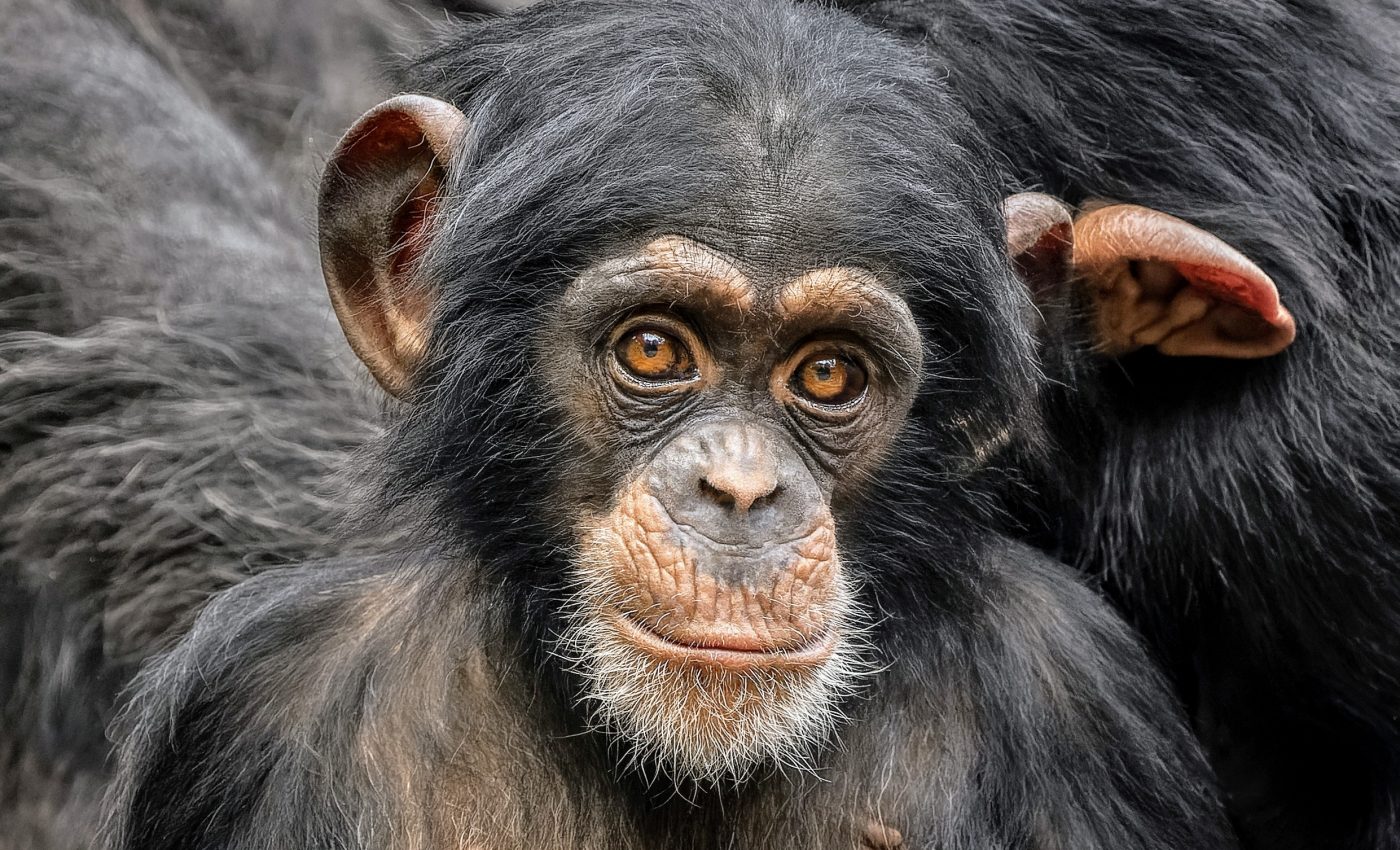World Chimpanzee Day 2025: Protecting our closest relatives