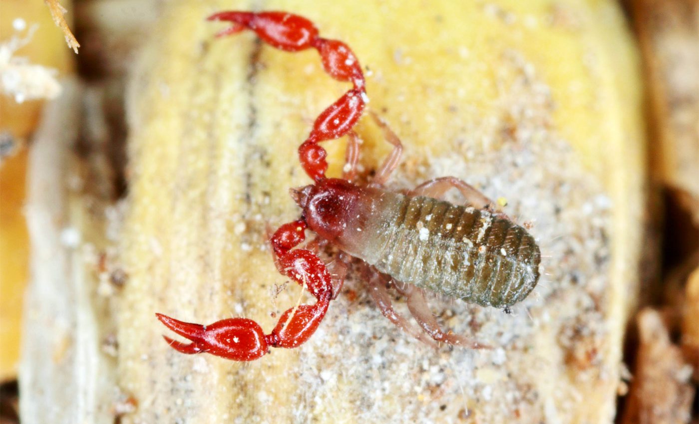 'Dragon pseudoscorpions' discovered living in caves have no fangs or eyes