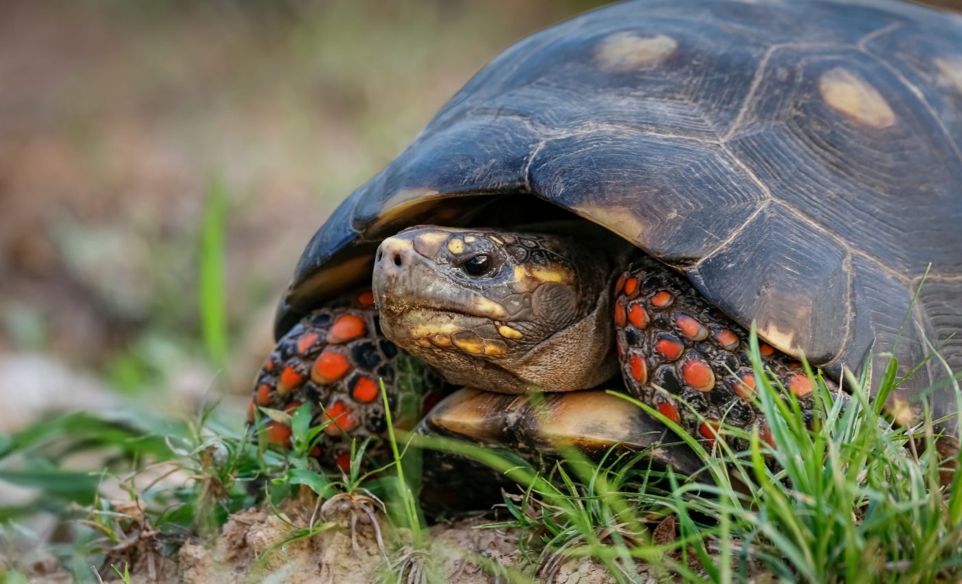 Grumpy tortoise? Reptiles can experience mood swings too