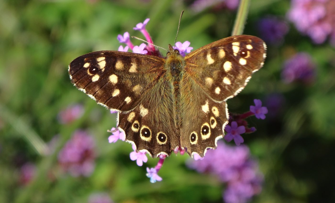 Simple farmland features can reverse butterfly declines