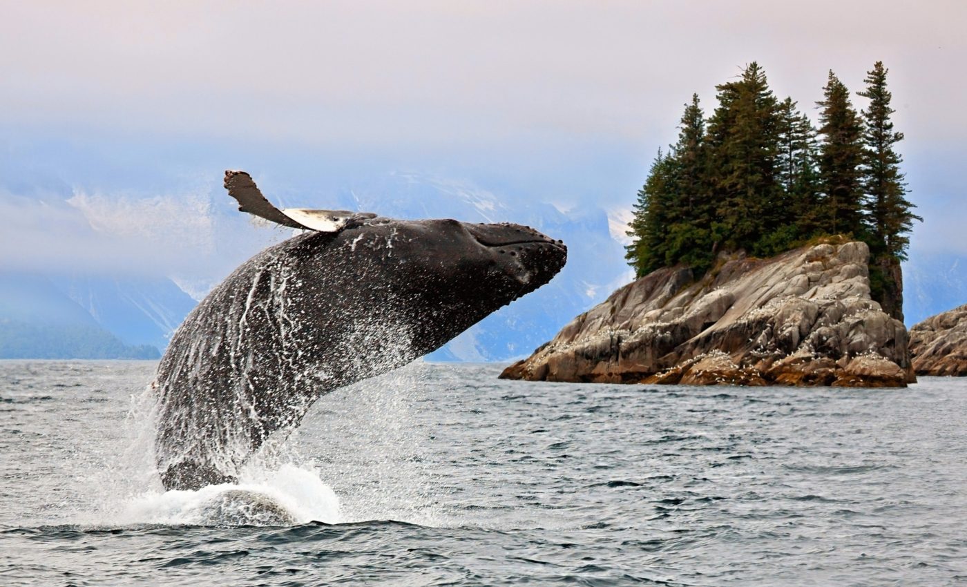 Whales reveal a toxic threat to Arctic food webs