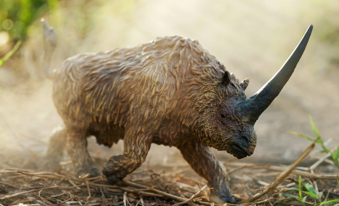 Secrets of rhino evolution found in 20-million-year-old tooth