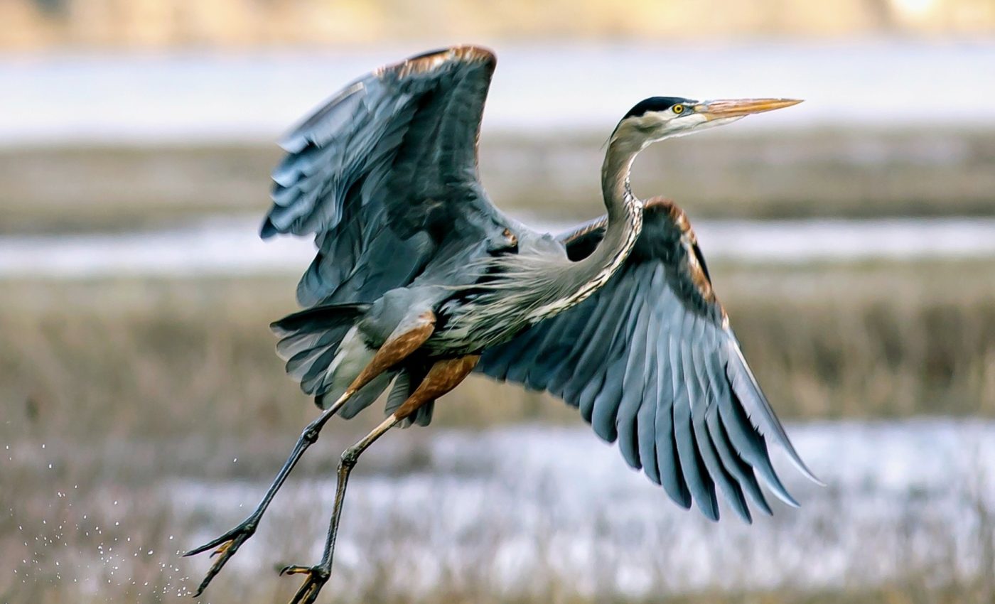 Tropical birds migrate without riding the wind