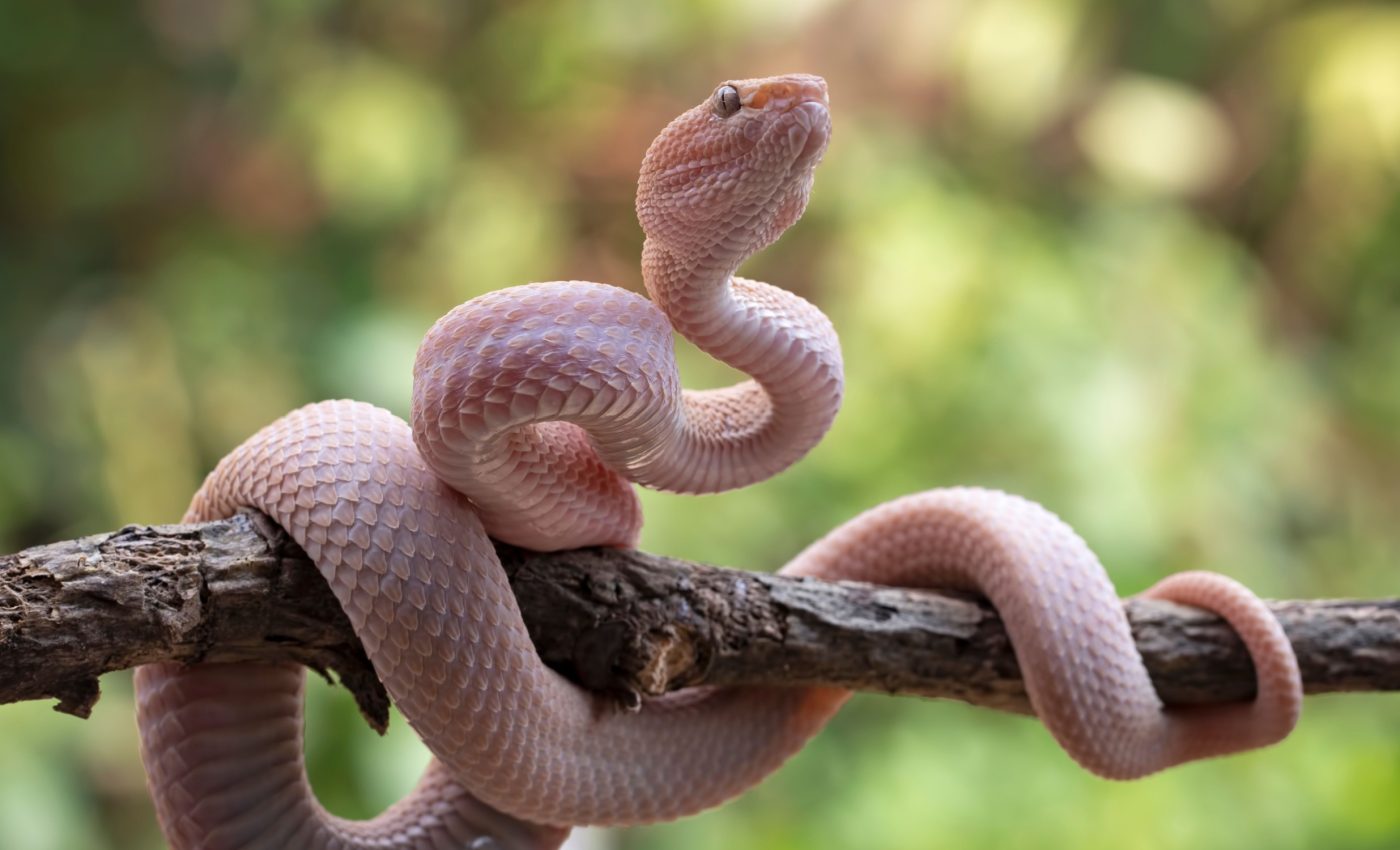 World Snake Day 2025: Protecting nature’s silent guardians