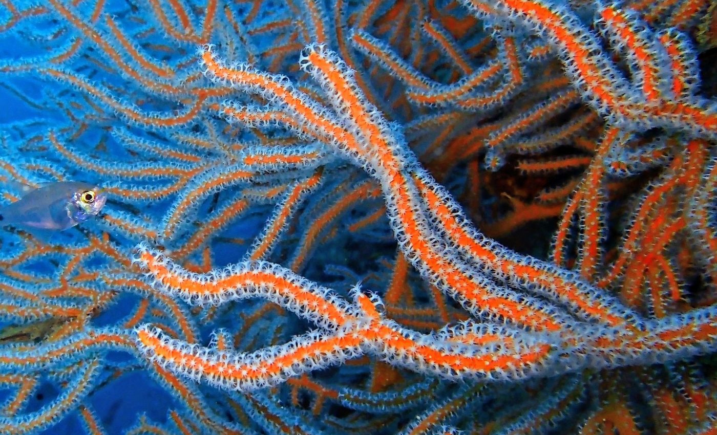 Earth's last ocean crisis wiped out coral reefs - will it happen again?