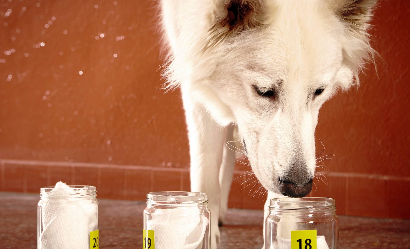 Dogs can detect some neurological diseases, like Parkinson's, years before symptoms appear