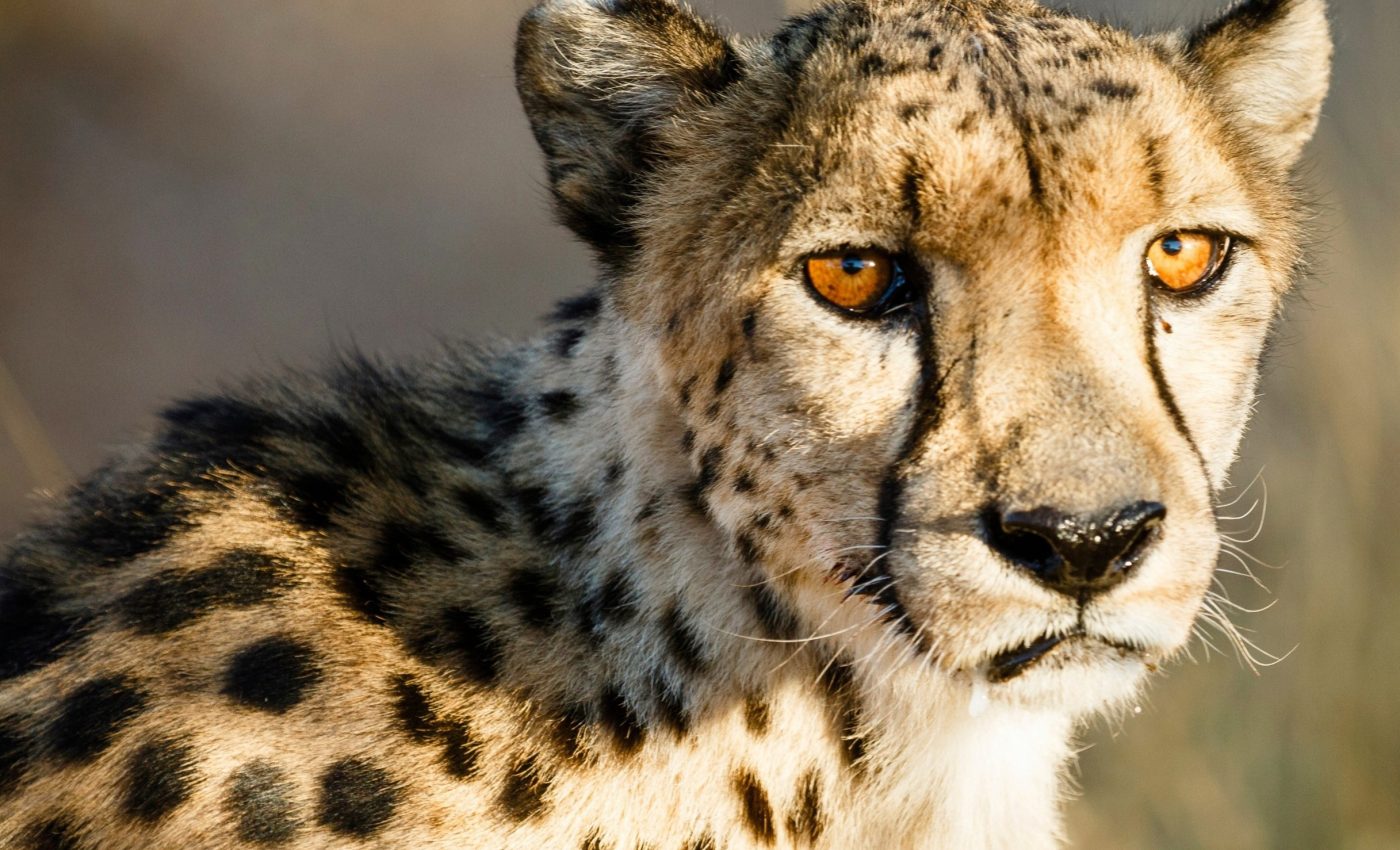 Lessons from the past: Predators are doomed when their prey vanishes