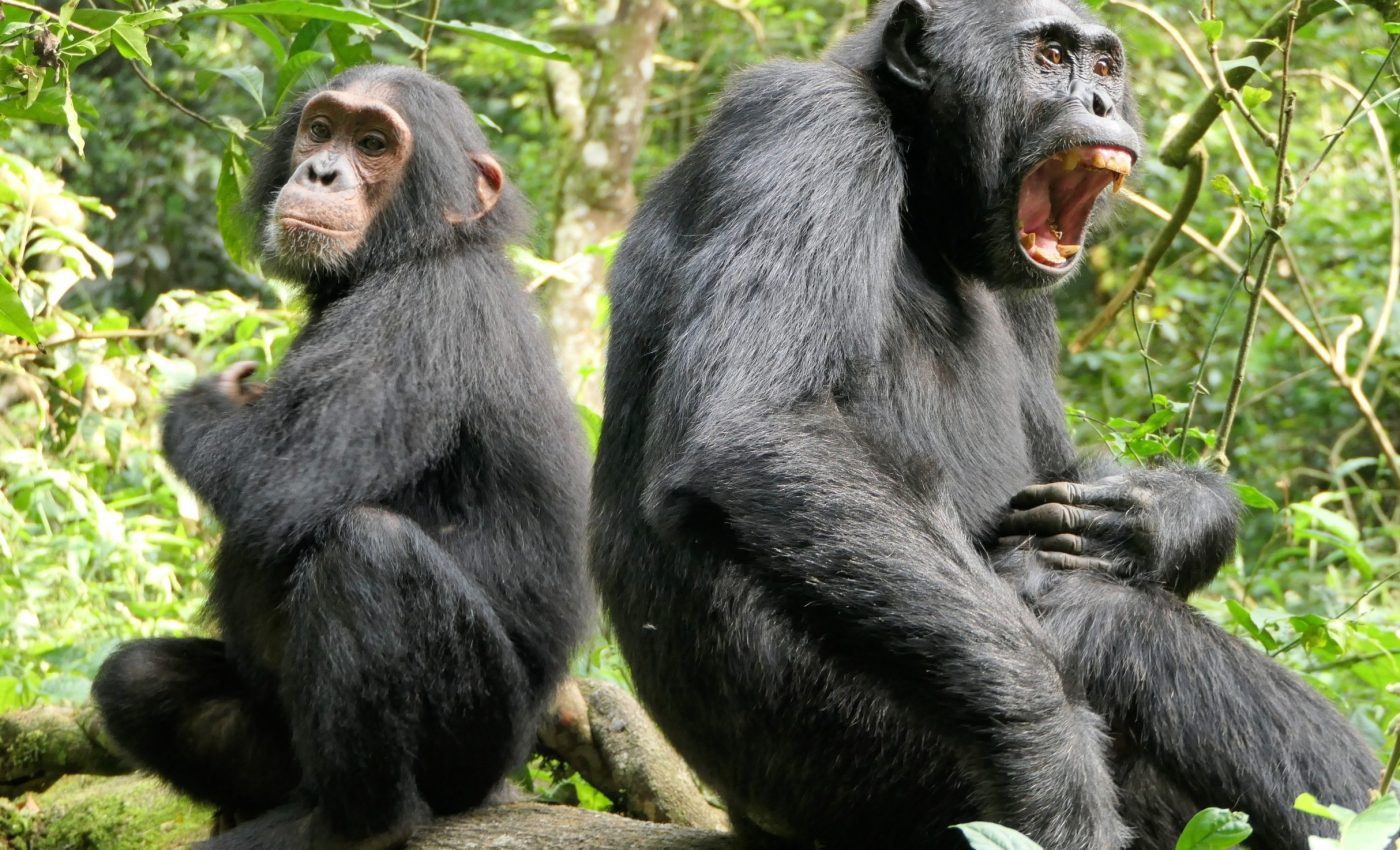 What aging chimpanzees can teach us about ourselves