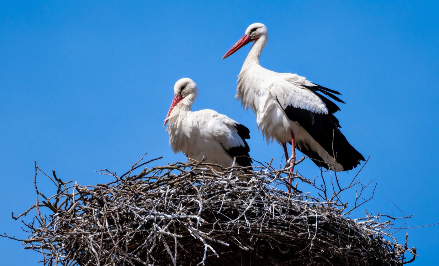 Birds are building nests with plastic, and the consequences are deadly