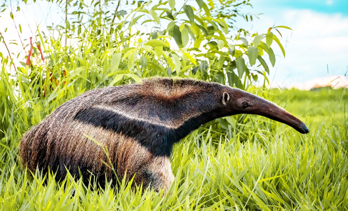 Mammals have evolved to eat ants and termites 12 different times since the dinosaurs