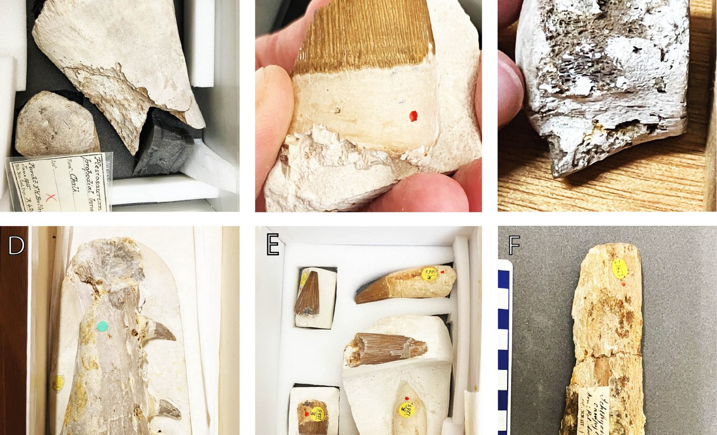 Ancient worms feasted on the bones of giant marine animals