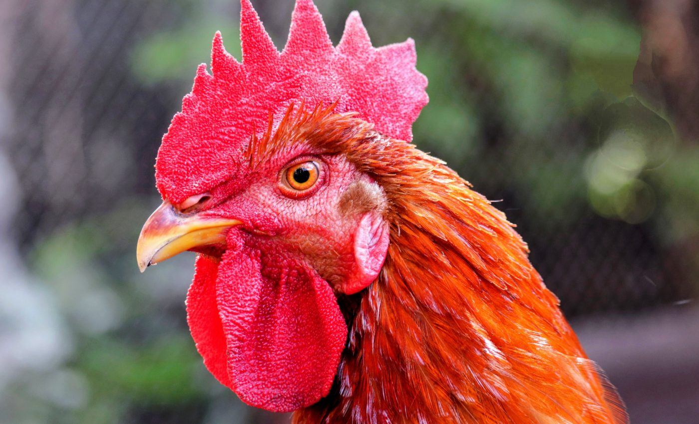 Male birds depend on a special gene to survive