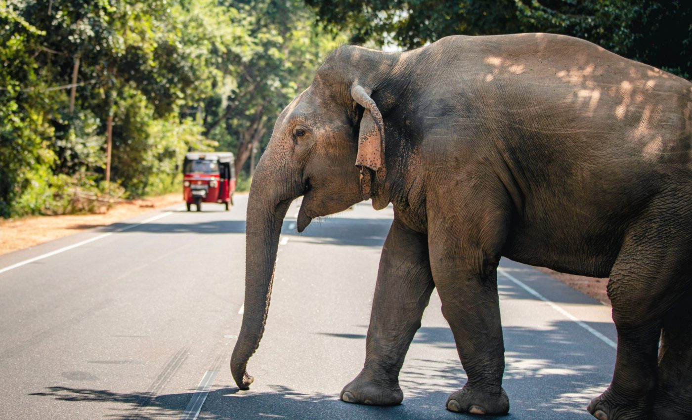 Elephants take more risks when they live around people