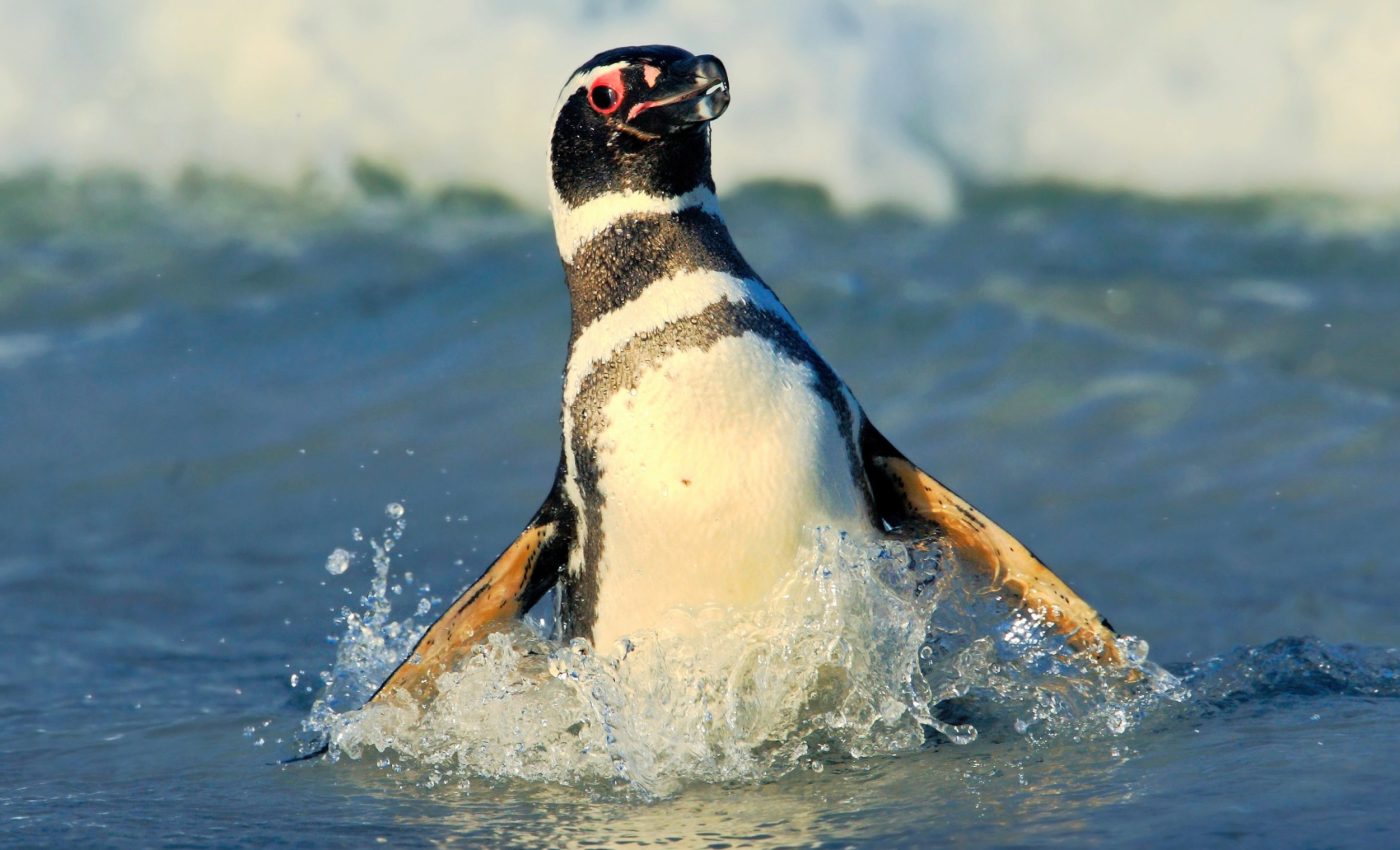 How do penguins navigate the ocean? Secret strategy revealed