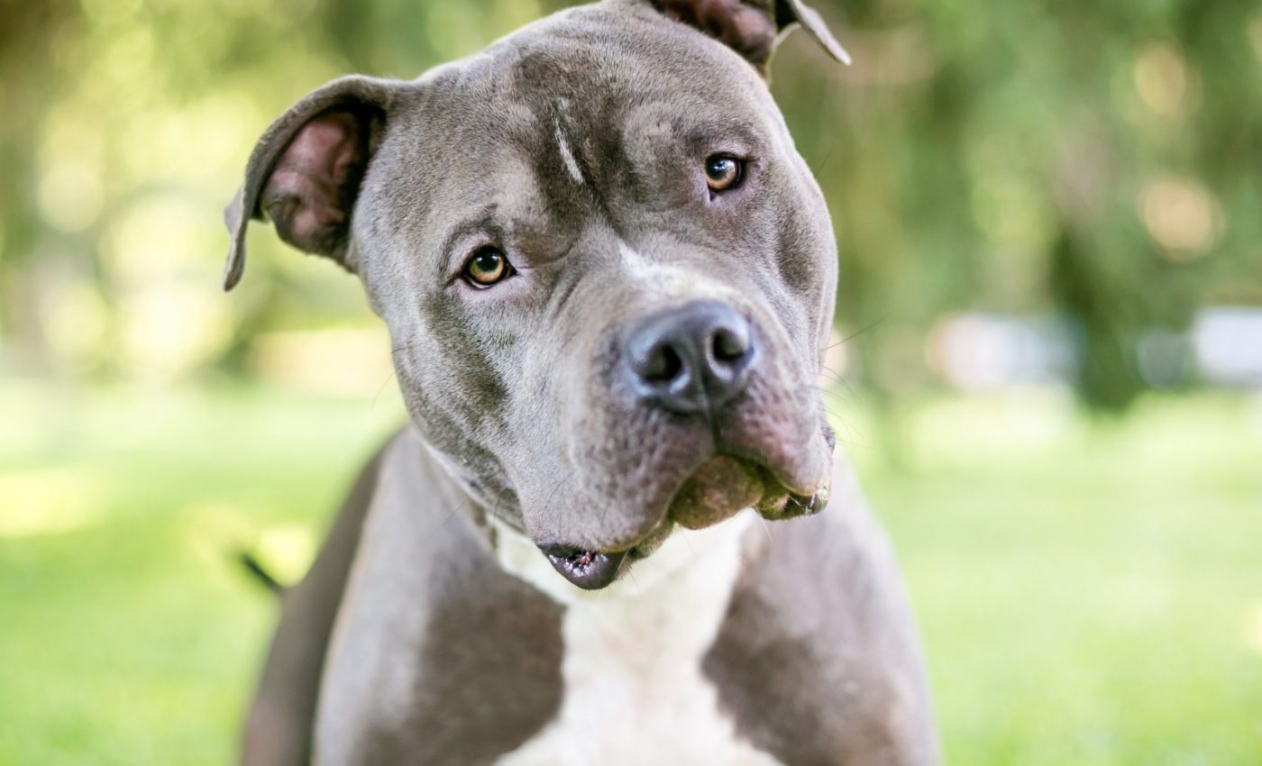 Do dogs actually judge people? It's not as simple as we thought