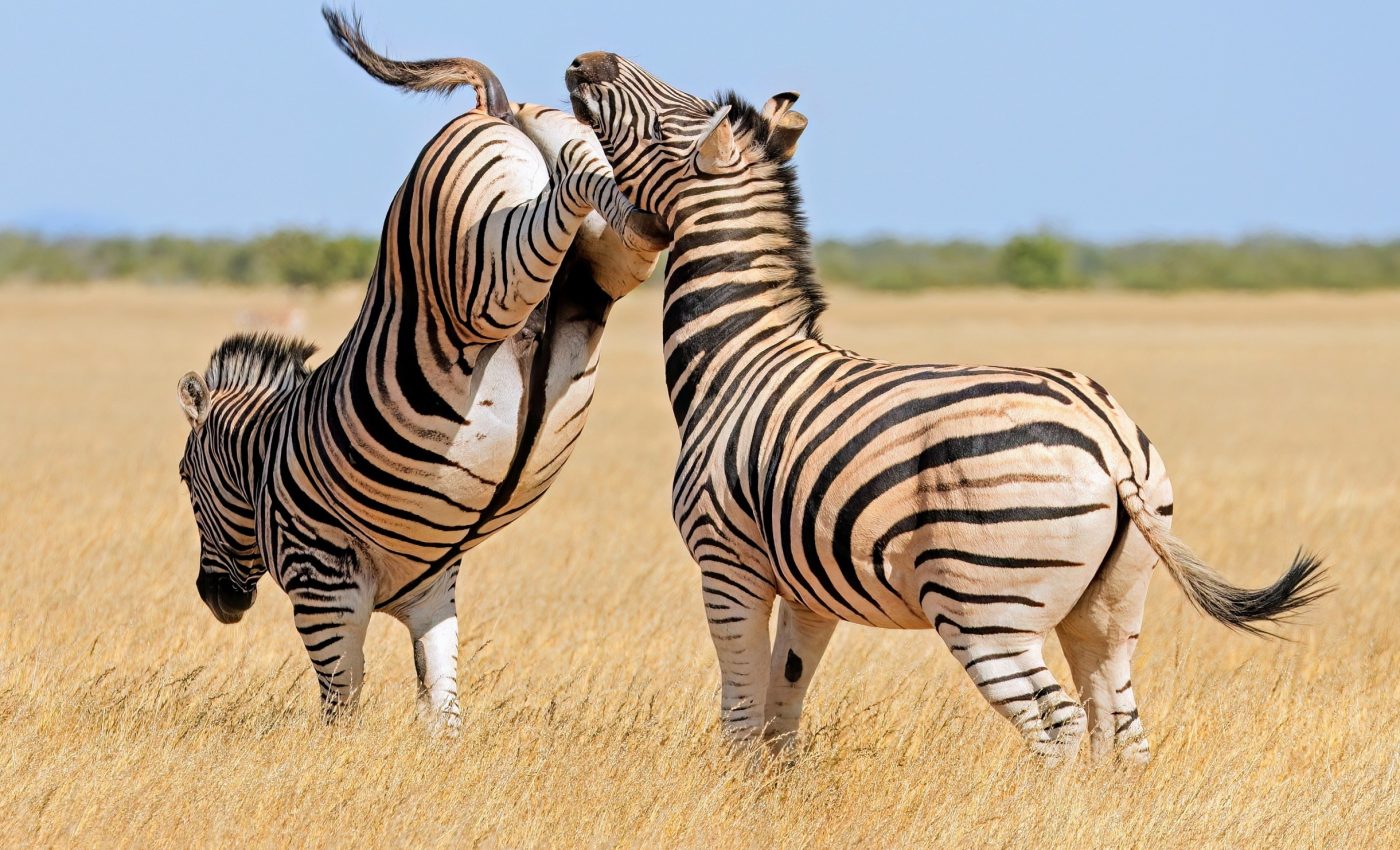 Wild animal fights can harm a species for generations