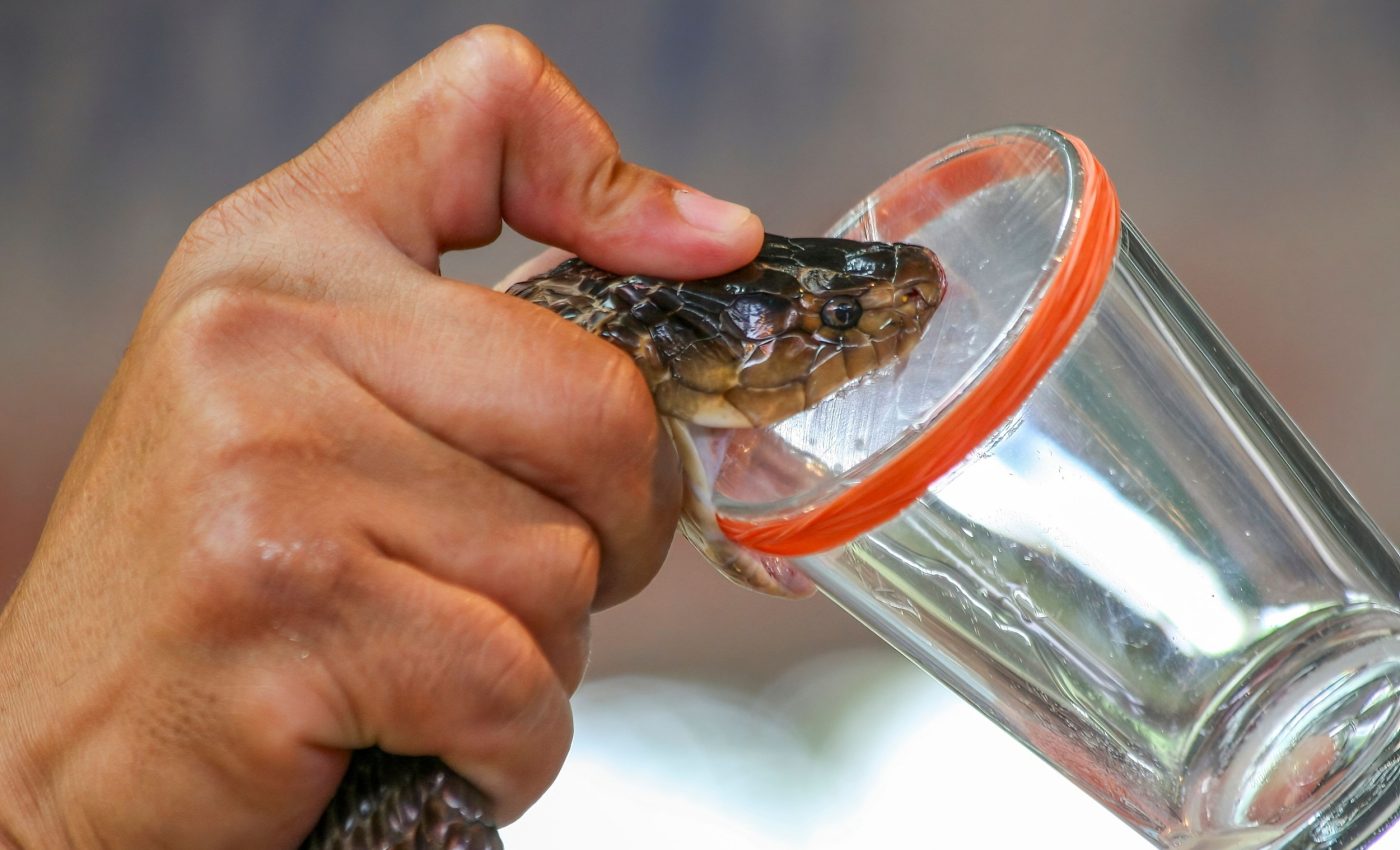 AI found a way to turn venom into antibiotics