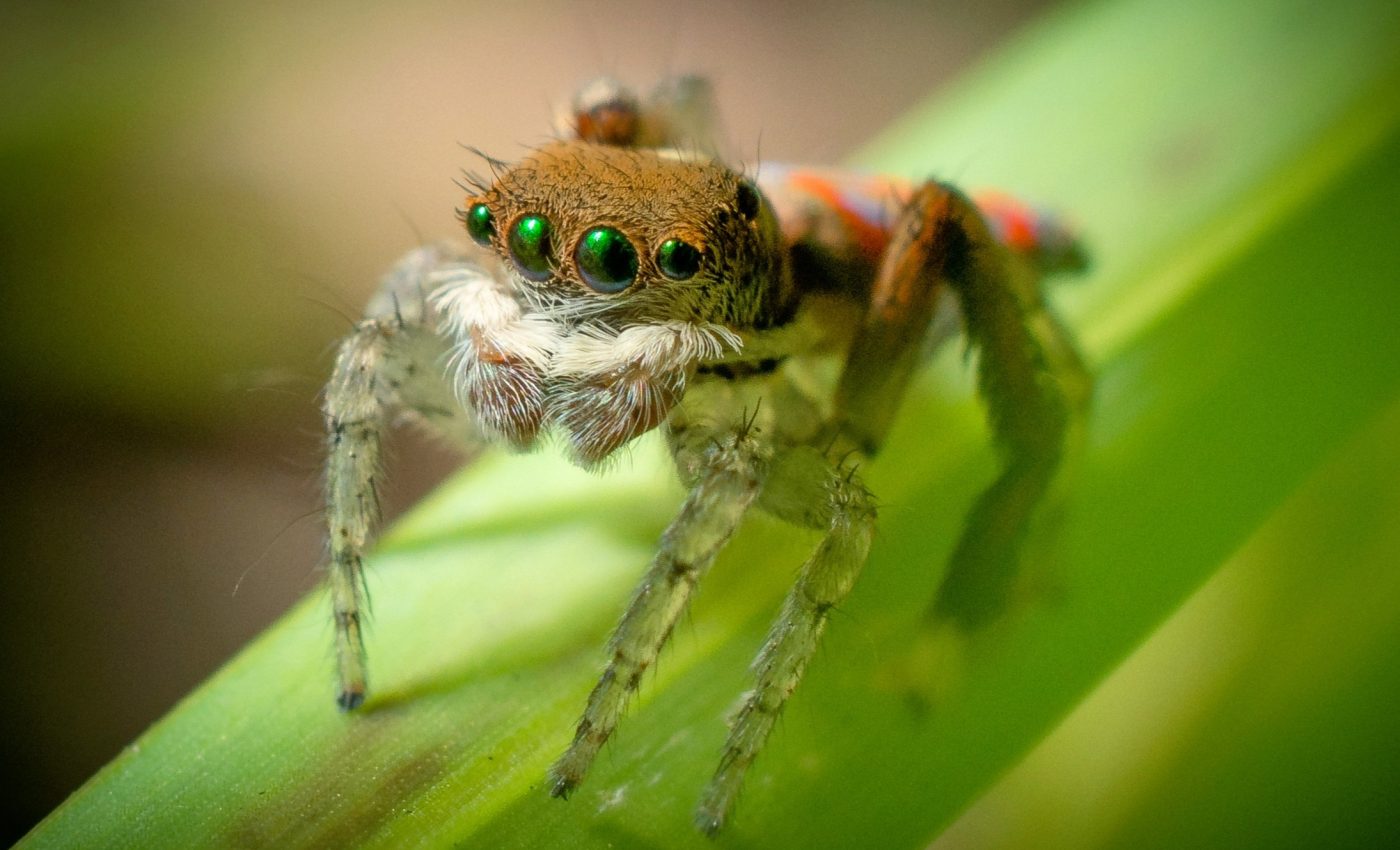 Why jumping spiders mimic wasps during mating dances