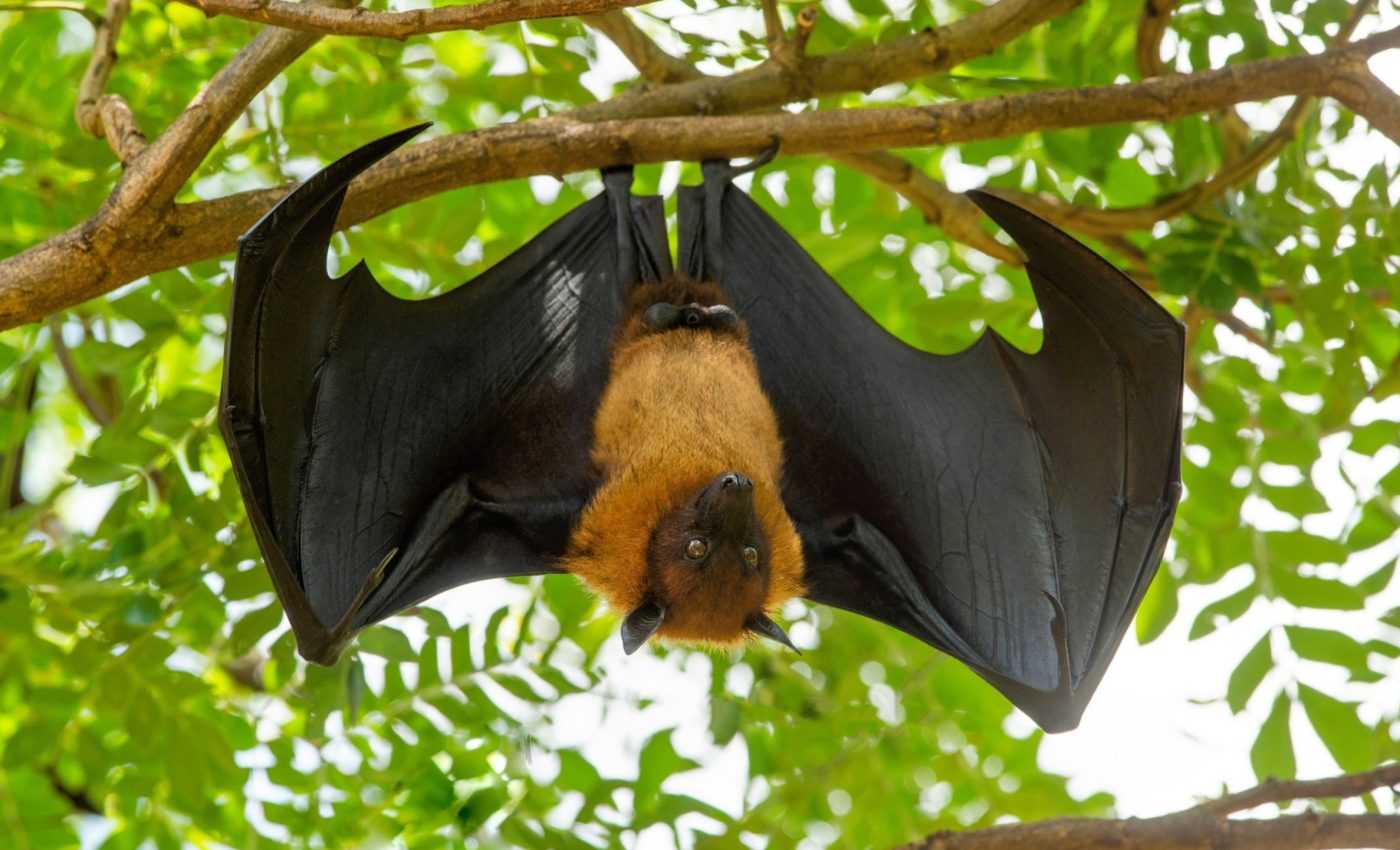 Bats once had hands - but evolution turned them into wings