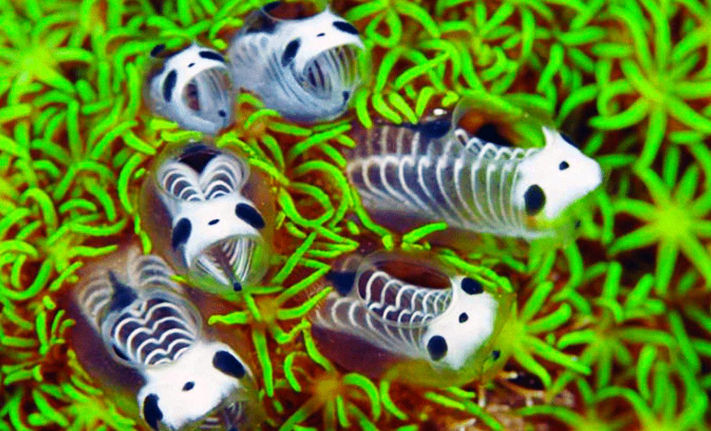 Divers discovered tiny sea creatures that resemble 'swimming panda bear skeletons'