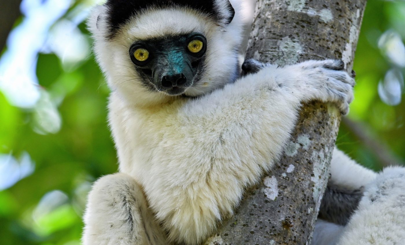 Rewriting evolution: Can gene editing save endangered species?