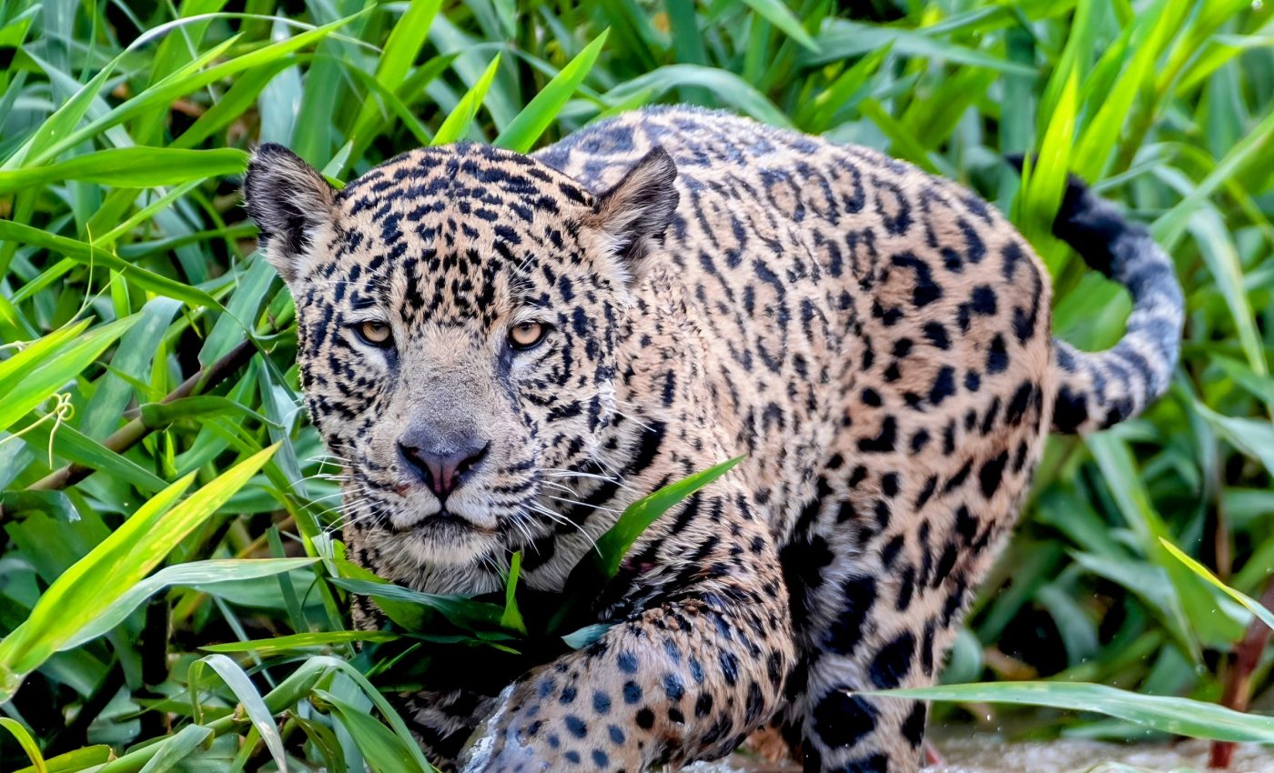 Jaguars offer a glimpse of survival in a changing world