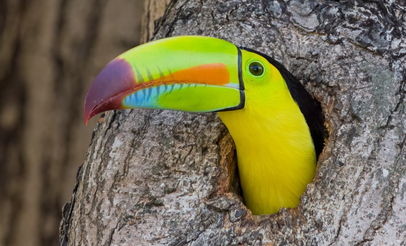 Land-use change is hurting bird diversity far more than we realized